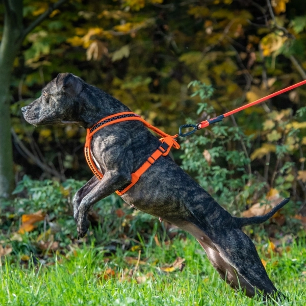 SOFTY Geschirr - Größe 4 - orange/schwarz